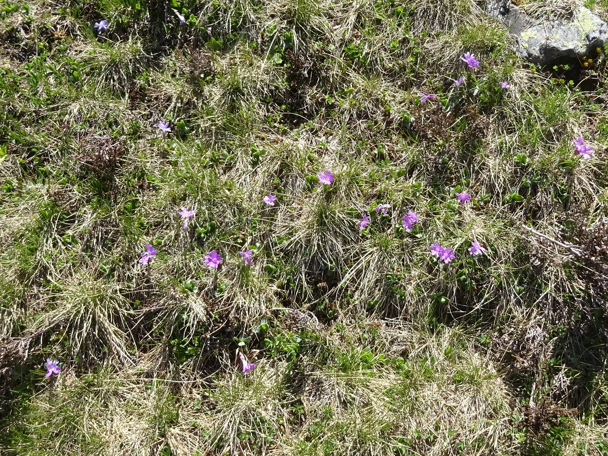 Primula integrifolia (Primulaceae)